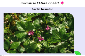 FloraFlash