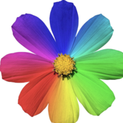 Stella Yang's avatar